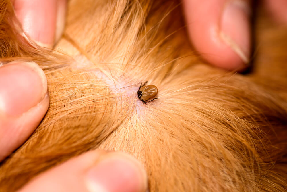Tick-Borne Disease in Washington State Pets