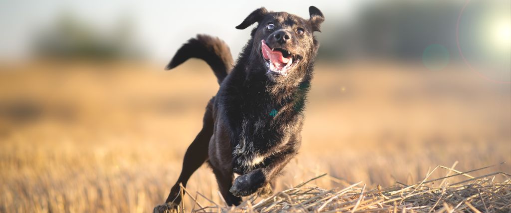 Dog Zoomies: Freeing the Fun and Appreciating the Frenetic Frenzy