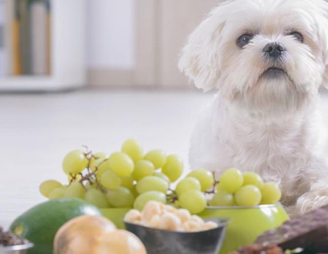 9 Human Foods That Are Toxic to Pets (And Their Healthy Alternatives!)