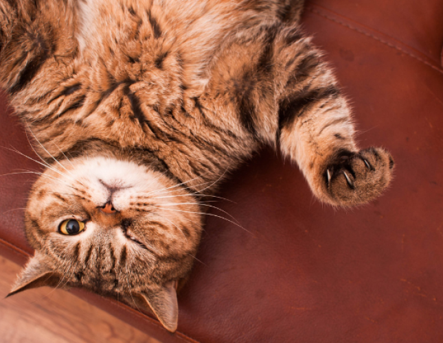 Is Your Cat Acting Strange? Behavior Changes That are a Red Flag