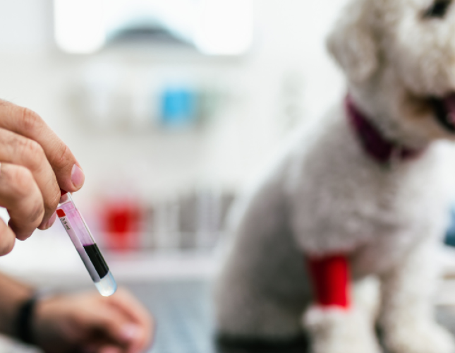 Early Detection: The Benefits of Routine Blood Work for Dogs